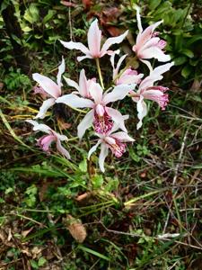 Cymbidium seidenfadenii