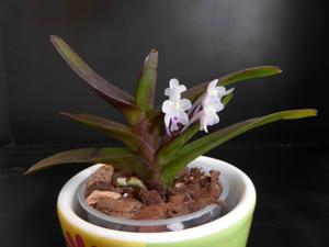 Cleisocentron malipoense