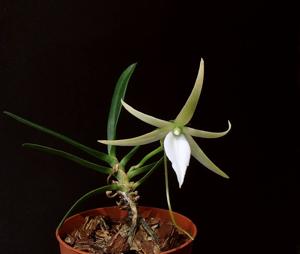 Angraecum litorale