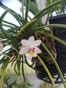 Holcoglossum flavescens