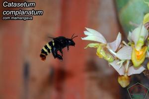 Catasetum complanatum