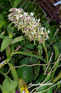 Dendrobium polysema