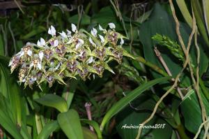 Dendrobium polysema