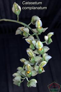 Catasetum complanatum
