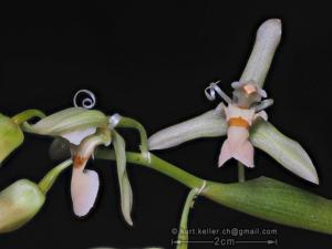 Chelonistele amplissima