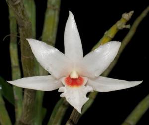 Dendrobium draconis