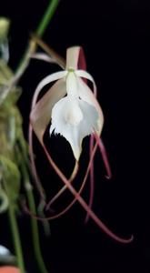 Brassavola appendiculata
