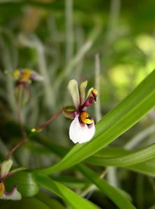 Gomesa radicans