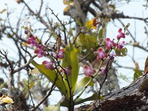 Phalaenopsis marriottiana