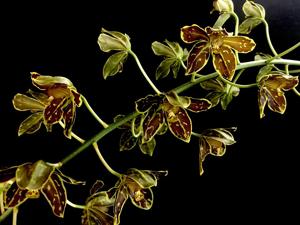 Grammatophyllum scriptum