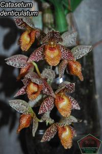 Catasetum denticulatum