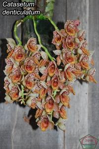 Catasetum denticulatum