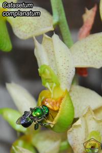 Catasetum complanatum