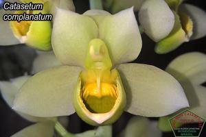 Catasetum complanatum