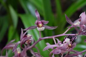 Cymbidium sinense