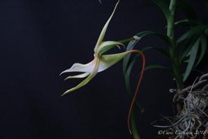 Angraecum viguieri