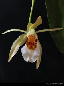 Coelogyne eberhardtii