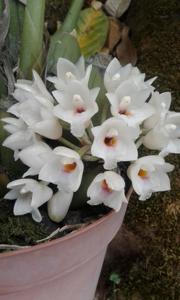 Coeliopsis hyacinthosma