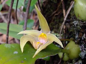 Bulbophyllum lobbii subsp. siamense