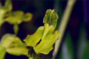 Sarcoglottis sceptrodes