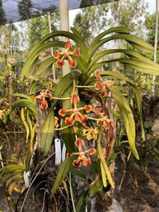 Vanda arcuata