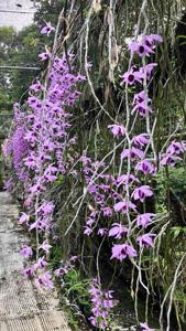 Dendrobium anosmum