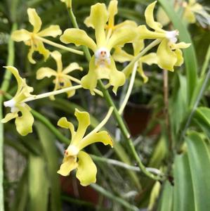 Vanda lamellata var. lamellata