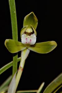 Cymbidium goeringii