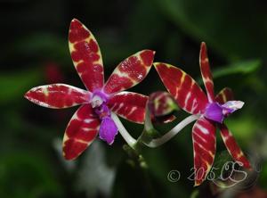 Phalaenopsis bastianii