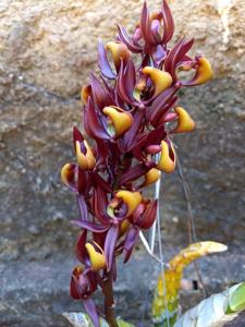 Mormodes tapoayensis