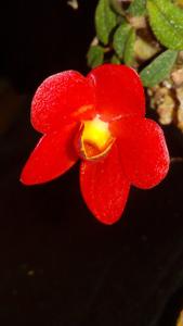 Dendrobium cuthbertsonii