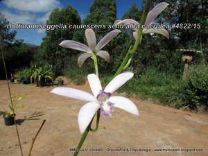 Cattleya caulescens