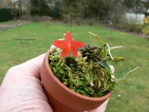 Cattleya pygmaea