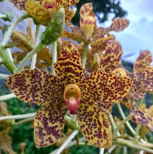 Grammatophyllum speciosum