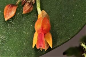 Lepanthes fimbriata