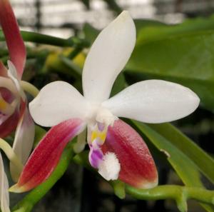 Phalaenopsis tetraspis f. christiana