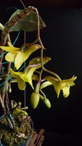 Dendrobium cerinum