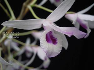 Dendrobium transparens