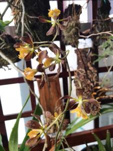 Encyclia parviflora