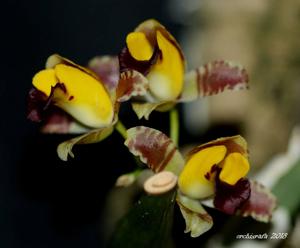 Gomesa echinata