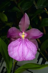 Miltonia moreliana