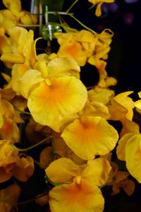 Dendrobium lindleyi