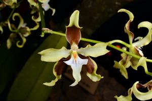 Oncidium aurarium