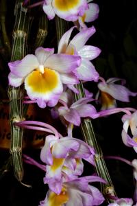 Dendrobium crepidatum