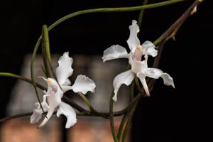 Papilionanthe vandarum