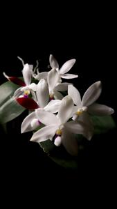 Phalaenopsis tetraspis f. christiana