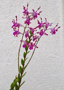 Dendrobium lasianthera