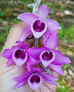 Dendrobium parishii