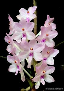Vanda christensoniana