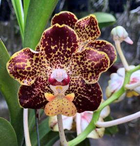 Vanda lombokensis